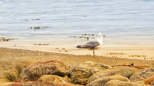 Seagulls perching on rock in sea