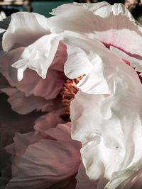 Close-up of white rose