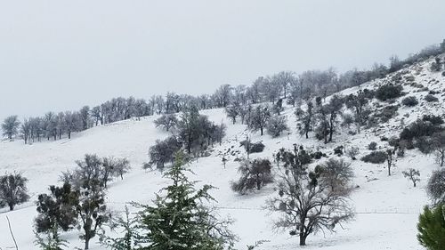 Trees on snow covered landscape against clear sky