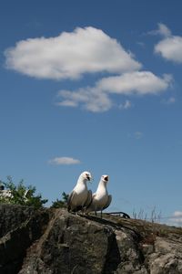Seagulls on rock against sky