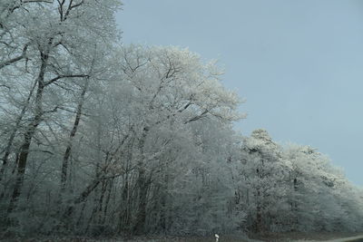 Low angle view of snow covered trees against sky