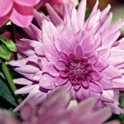 Close-up of pink rose flower