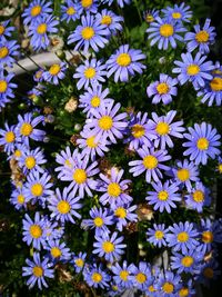 High angle view of flowers blooming outdoors