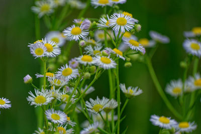 Close-up of white daisy flowers