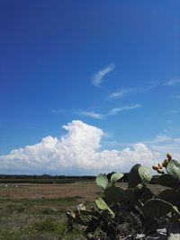 Scenic view of agricultural field against blue sky