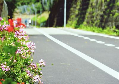 View of flowering plant on road