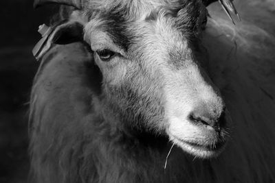 Close-up of sheep