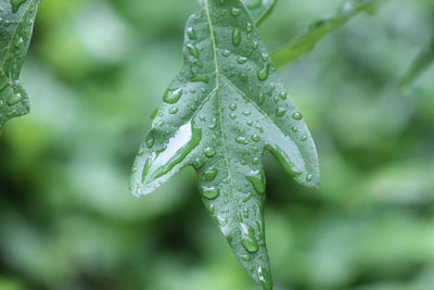 Close-up of wet plant leaves