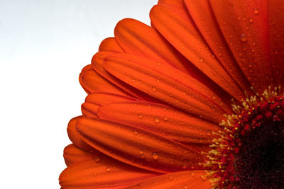 Close up of an orange flower