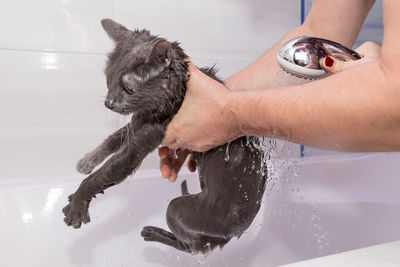 Cropped hands of woman assisting man in bathing kitten at home