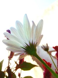 Close-up of flower blooming outdoors