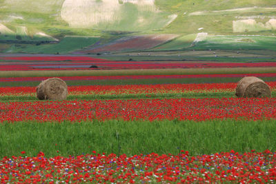 Scenic view of field