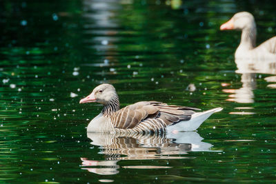 Birds in lake