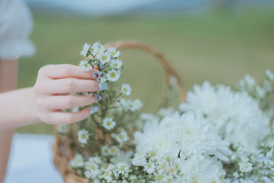 Close-up of hand holding flowering plant