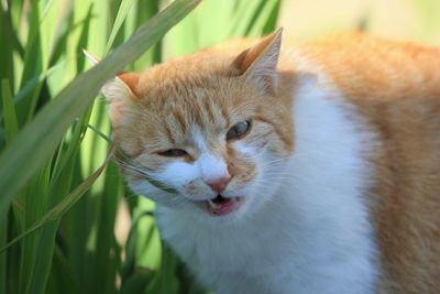 Close-up of a cat