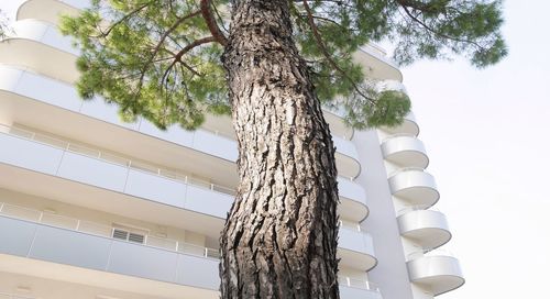 Low angle view of tree against sky