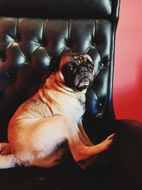 Dog relaxing on sofa at home