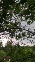 Trees growing against sky