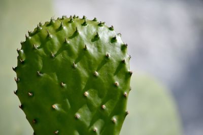 Close-up of cactus plant on sunny day