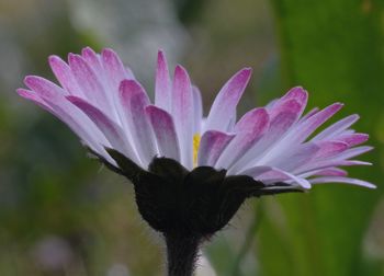 Close-up of pink flower