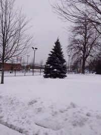 Bare trees on snow covered landscape