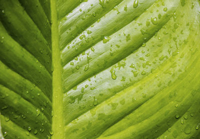 Abstract texture background detail of a leaf with water droplets