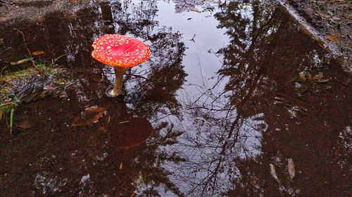 High angle view of mushroom growing on tree by lake