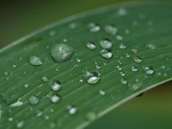 Close-up of raindrops on wet leaves