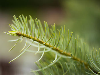 Close-up of fresh green plant