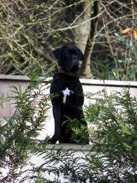 Black dog looking away while sitting on land