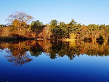 Reflection of trees in lake against clear blue sky