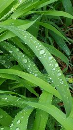 Close-up of water drops on leaf