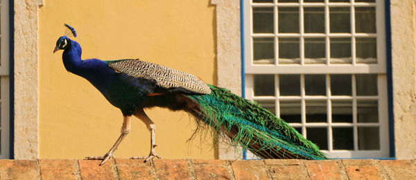 Peacock walking