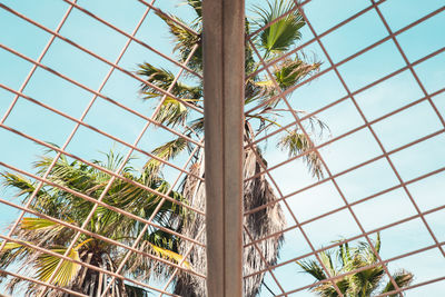 Low angle view of palm trees against sky