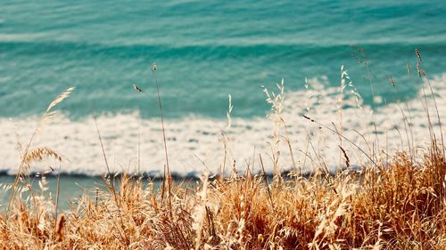 Close-up of grass on beach