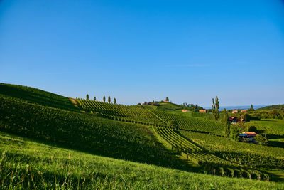 Scenic view of agricultural field against sky