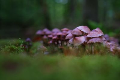 Close-up of mushroom growing on field