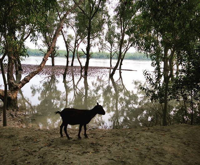 animal themes, pets, domestic animals, dog, one animal, tree, mammal, water, beach, full length, nature, walking, tranquility, sand, standing, shore, tranquil scene, beauty in nature, day, rear view