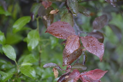 Close-up of wet flower