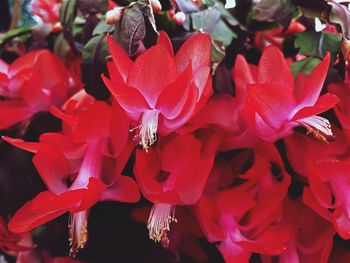 Close-up of red flowers