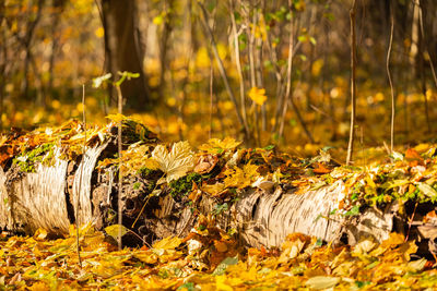 Dry leaves on field during autumn