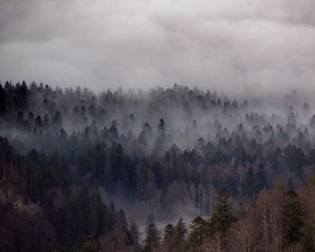 Panoramic view of forest against sky