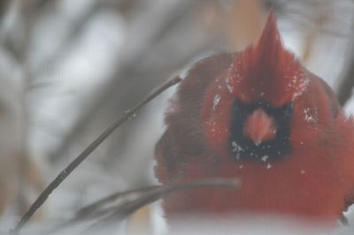 Close-up of red cat