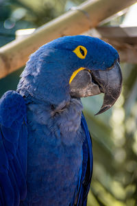 Close-up of a parrot