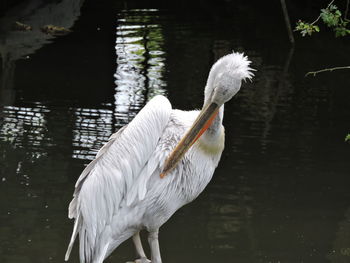 White heron in lake