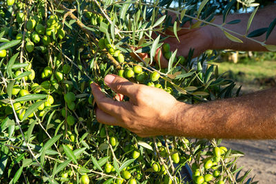 Cropped hand of person gardening