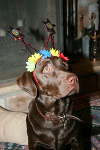 Close-up of dog wearing colorful headwear