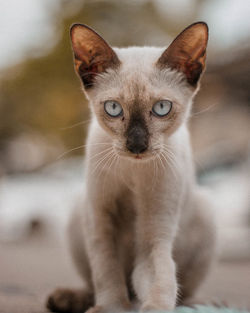 Close-up portrait of cat