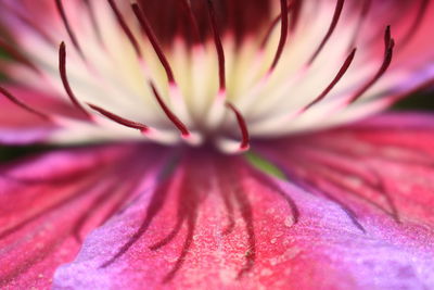 Macro shot of pink flower