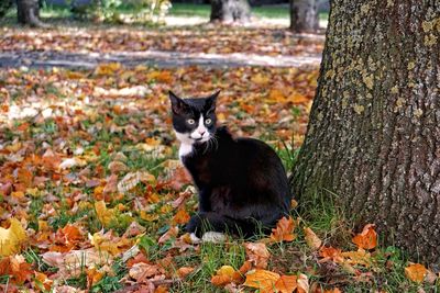 Portrait of black cat sitting on tree trunk